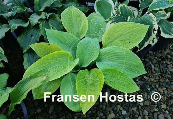 Hosta Lime Krinkles